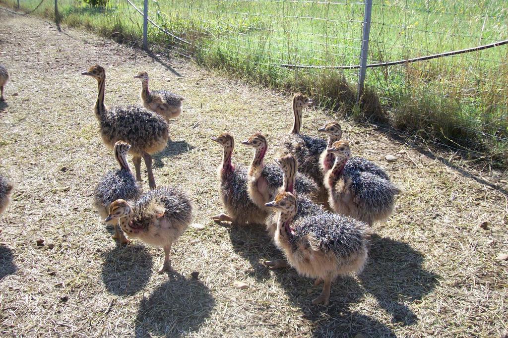 Les Roulottes-Gites De La Ferme De L'Autruche Dromoise Livron-sur-Drôme Dış mekan fotoğraf