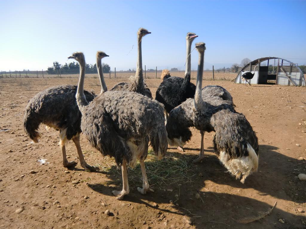 Les Roulottes-Gites De La Ferme De L'Autruche Dromoise Livron-sur-Drôme Dış mekan fotoğraf